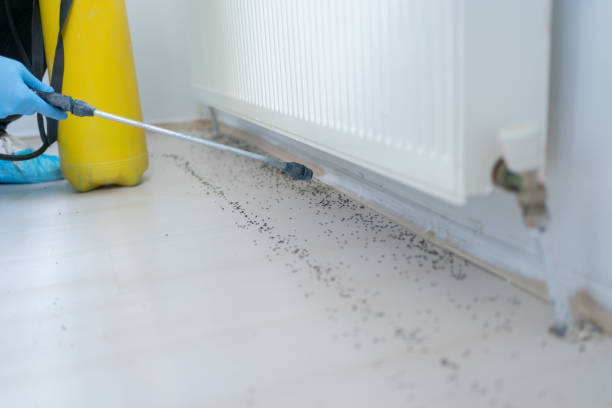 Trusted Wilkesboro, NC Pest Control Experts